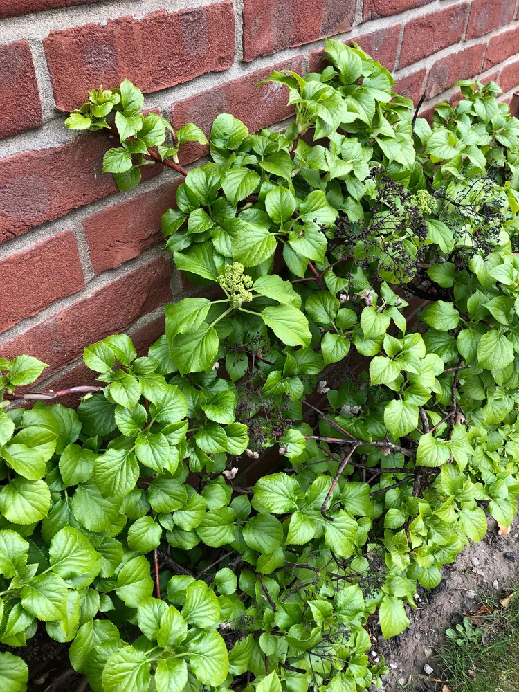 hydrangea anomala plant showing characteristic features