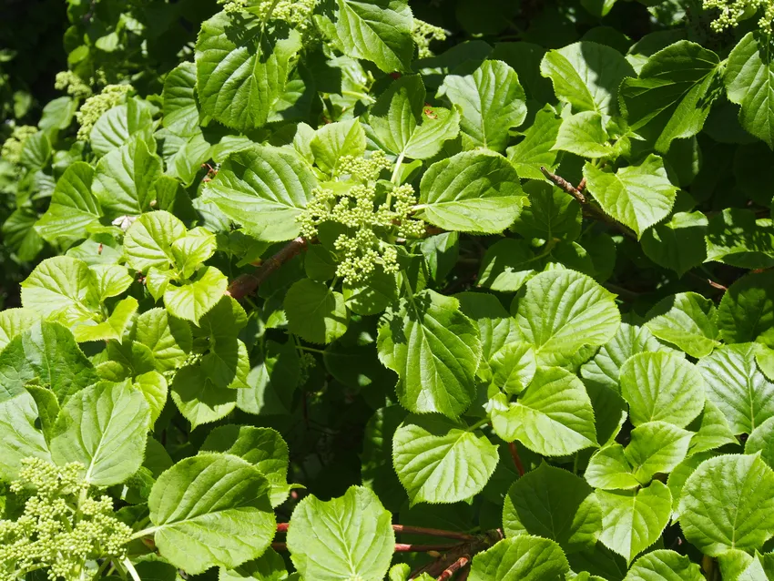 hydrangea anomala plant showing characteristic features