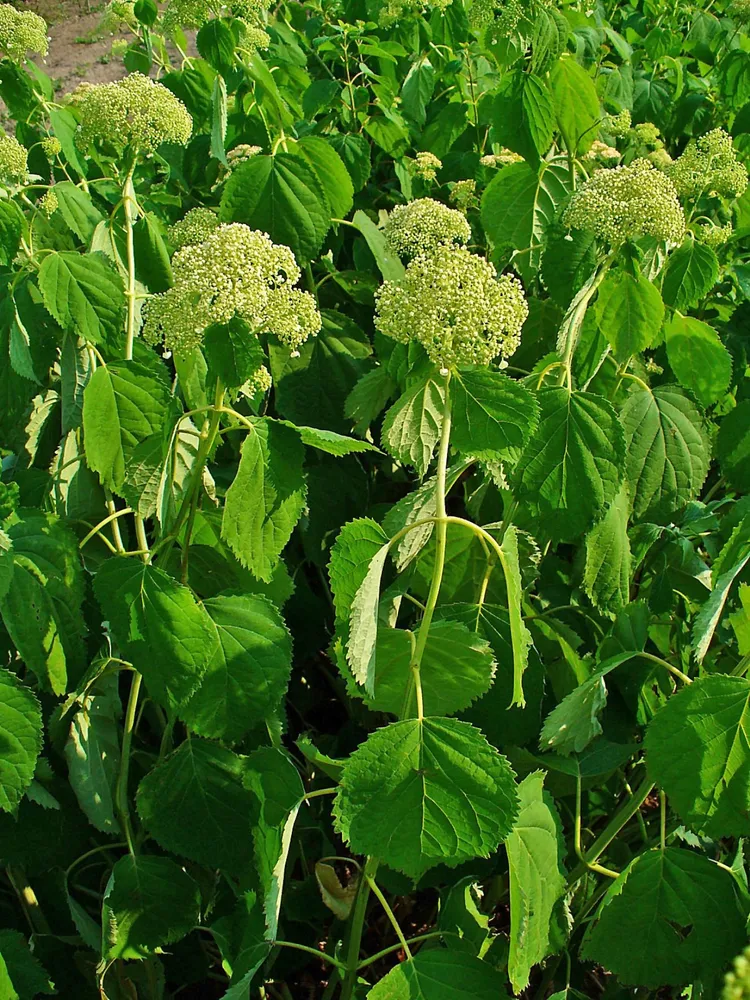 hydrangea arborescens plant showing characteristic features