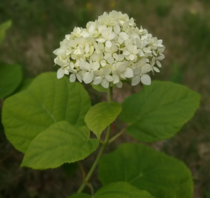 hydrangea arborescens plant showing characteristic features