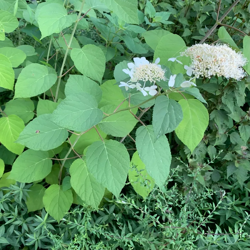 hydrangea arborescens plant showing characteristic features