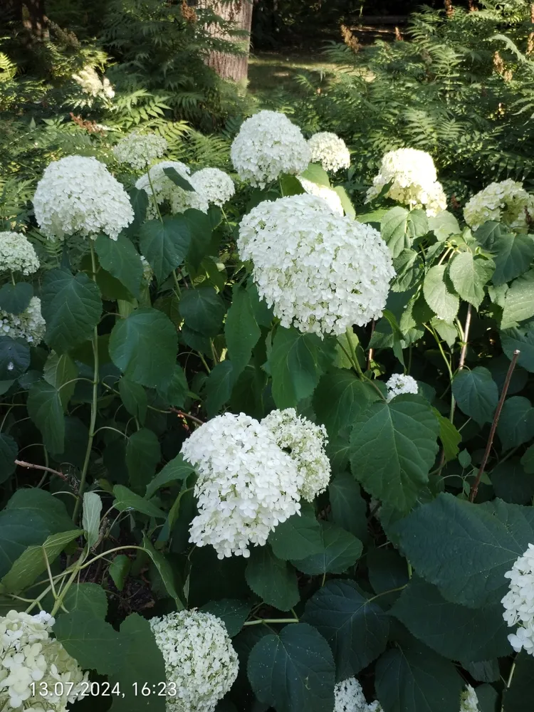 hydrangea arborescens plant showing characteristic features