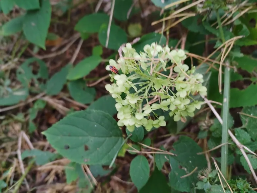 hydrangea arborescens plant showing characteristic features
