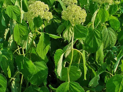 thumbnail hydrangea arborescens