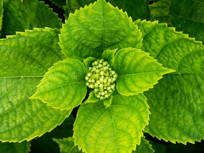 hydrangea macrophylla plant showing characteristic features