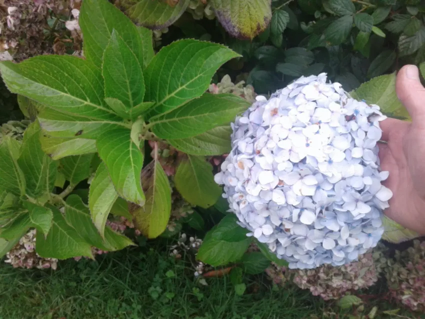 hydrangea macrophylla plant showing characteristic features