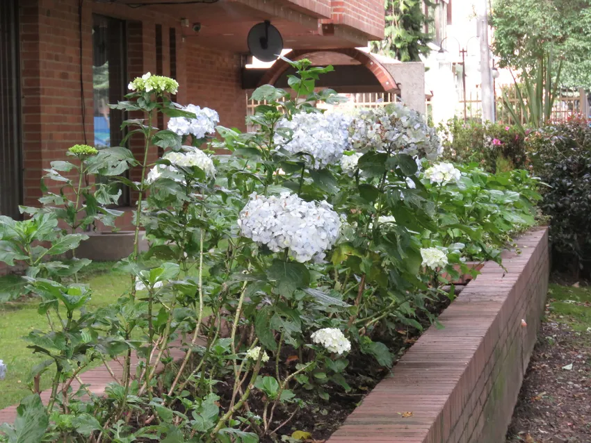 hydrangea macrophylla plant showing characteristic features