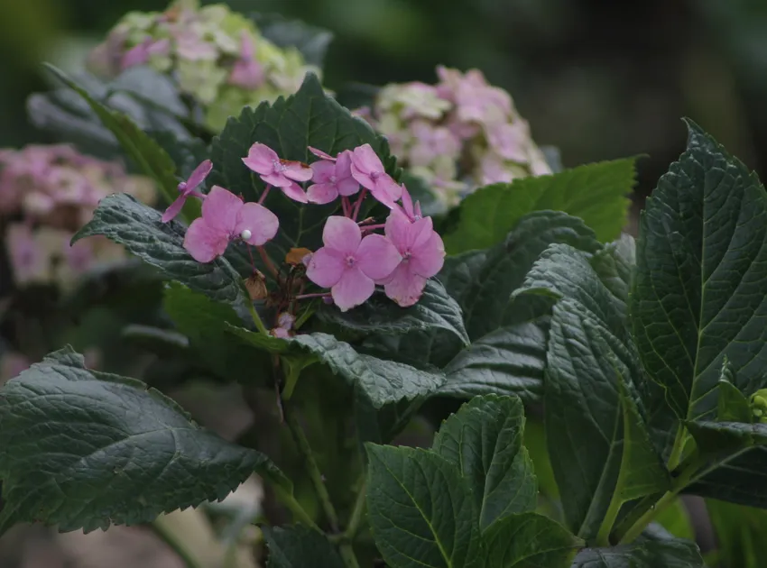hydrangea macrophylla plant showing characteristic features