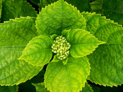 thumbnail hydrangea macrophylla