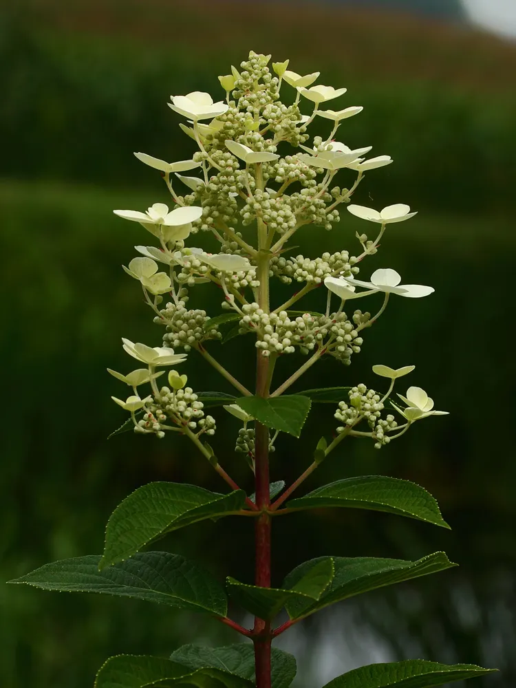 hydrangea paniculata plant showing characteristic features