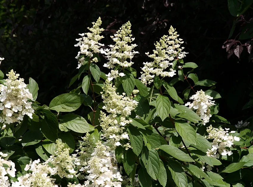 hydrangea paniculata plant showing characteristic features