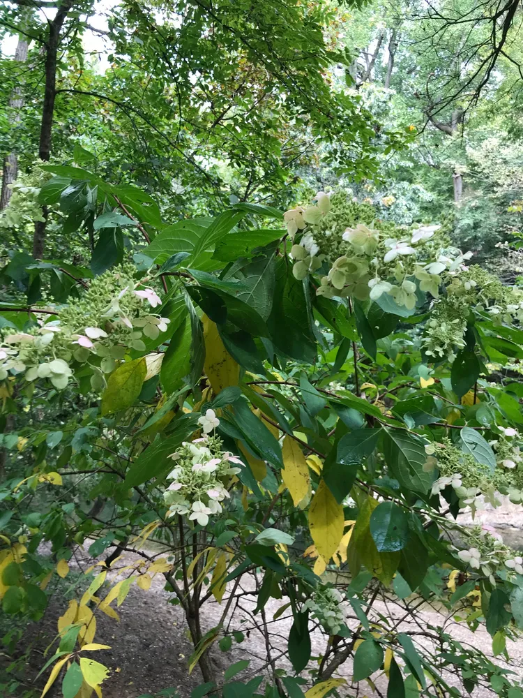 hydrangea paniculata plant showing characteristic features