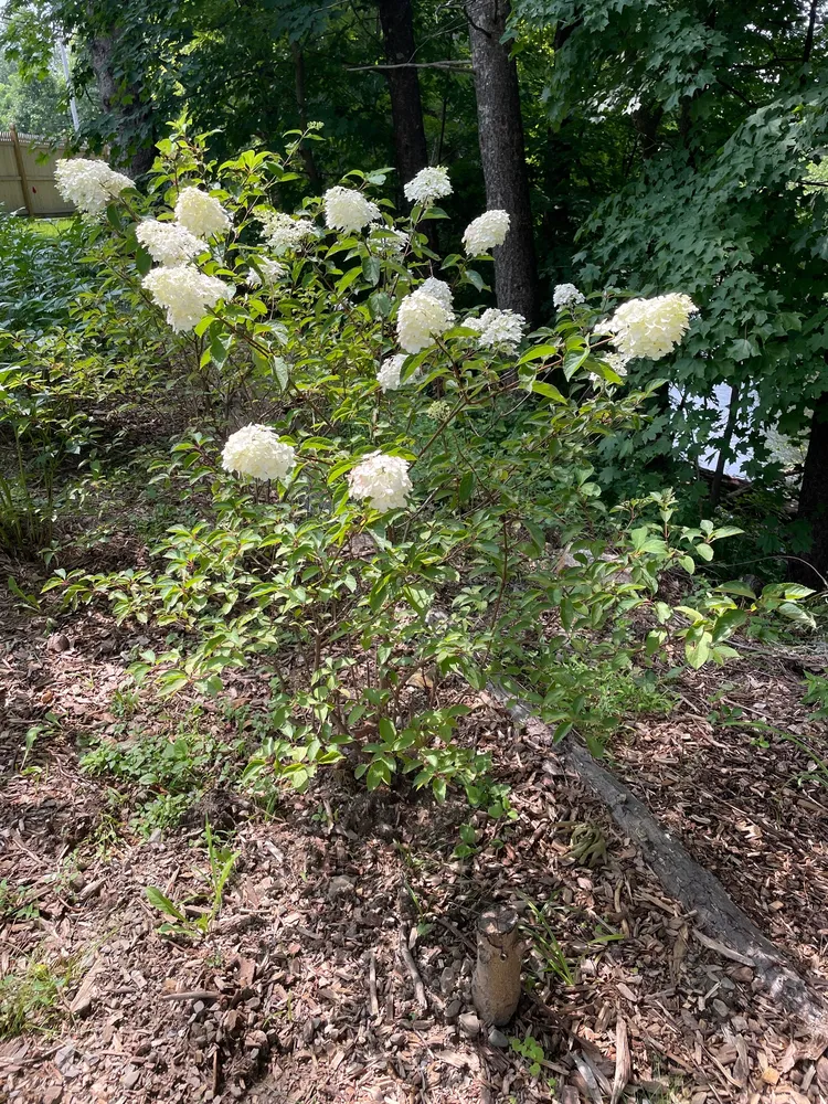 hydrangea paniculata plant showing characteristic features
