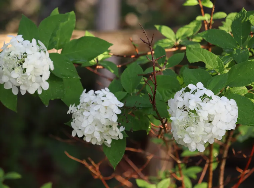 hydrangea paniculata plant showing characteristic features