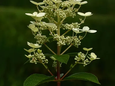 thumbnail hydrangea paniculata
