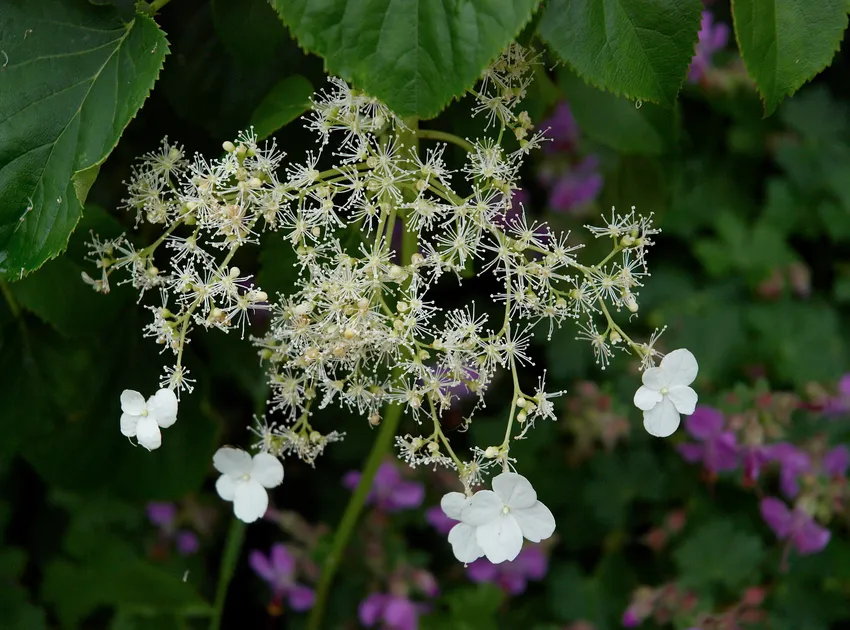 hydrangea petiolaris plant showing characteristic features