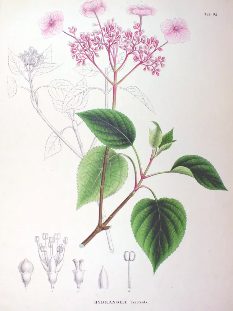 hydrangea petiolaris plant showing characteristic features