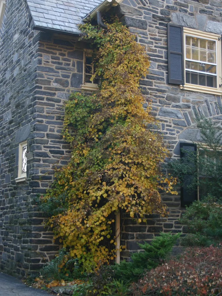 hydrangea petiolaris plant showing characteristic features