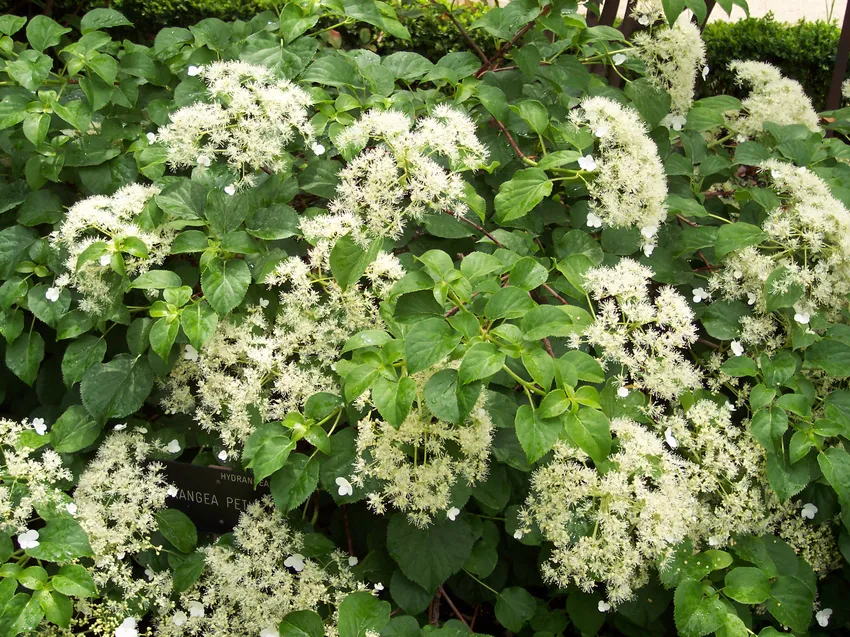 hydrangea petiolaris plant showing characteristic features