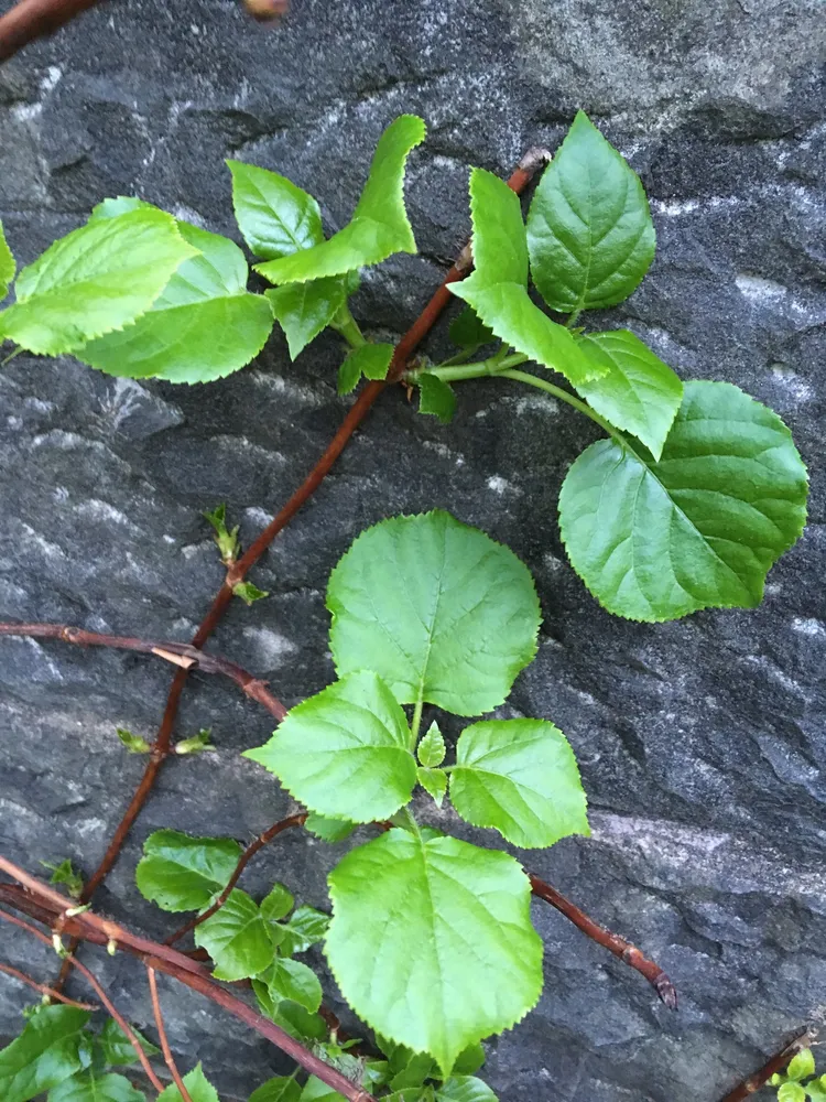 hydrangea petiolaris plant showing characteristic features