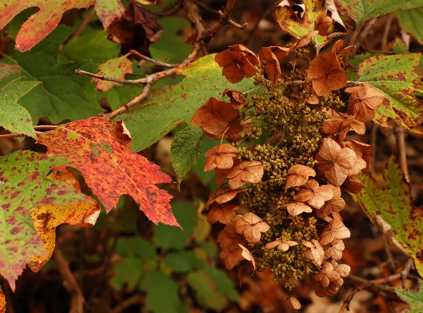 hydrangea quercifolia plant showing characteristic features
