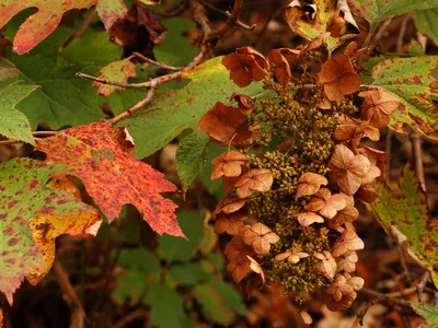 thumbnail hydrangea quercifolia