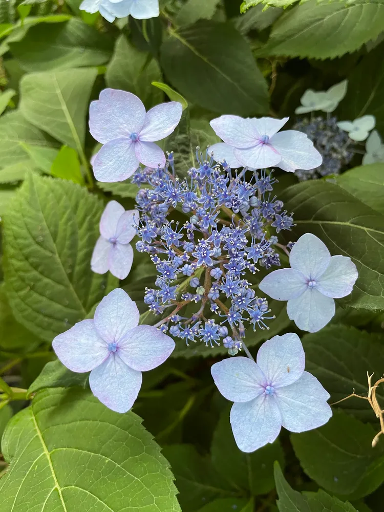 hydrangea serrata plant showing characteristic features
