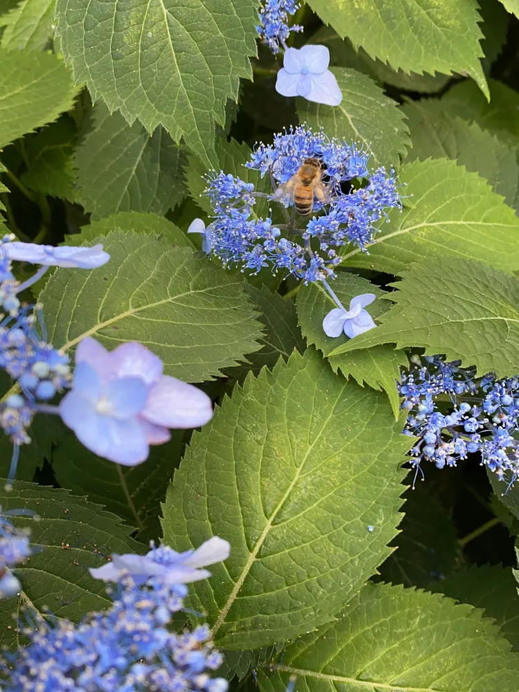 hydrangea serrata plant showing characteristic features