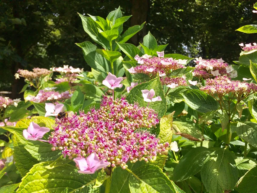 hydrangea serrata plant showing characteristic features