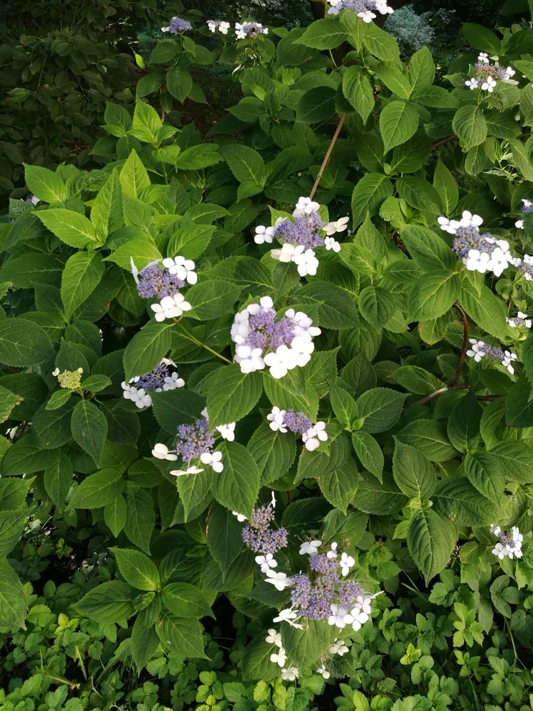 hydrangea serrata plant showing characteristic features