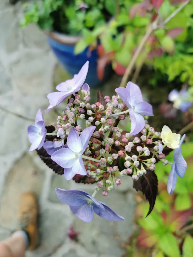 hydrangea serrata plant showing characteristic features