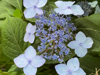thumbnail hydrangea serrata