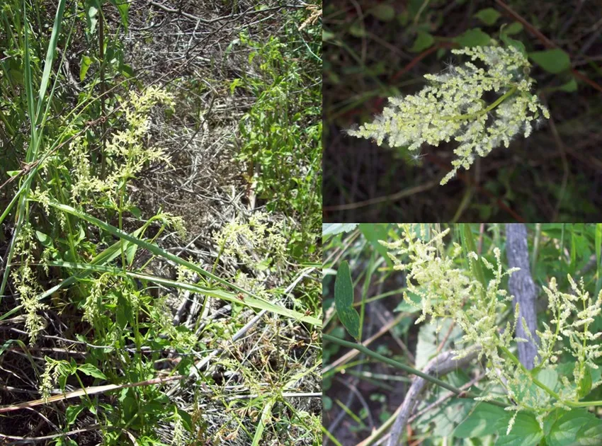 iresine diffusa plant showing characteristic features