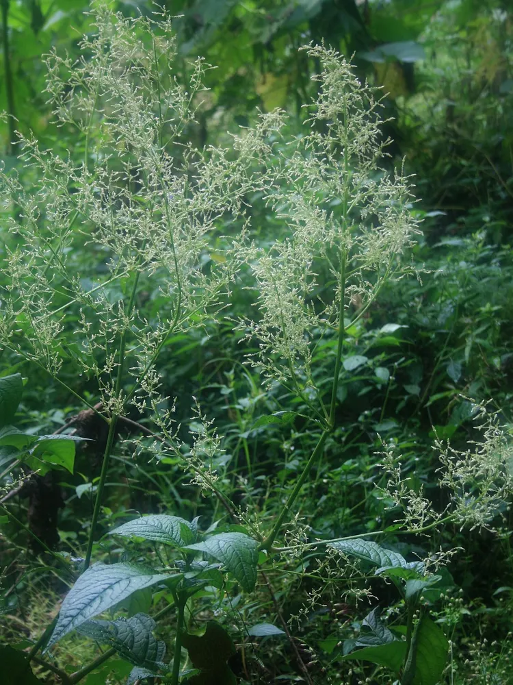 iresine diffusa plant showing characteristic features