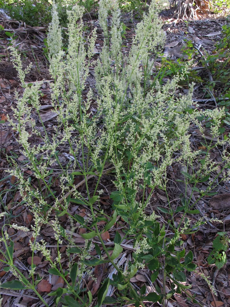 iresine diffusa plant showing characteristic features