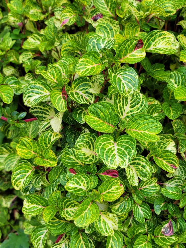 iresine diffusa plant showing characteristic features