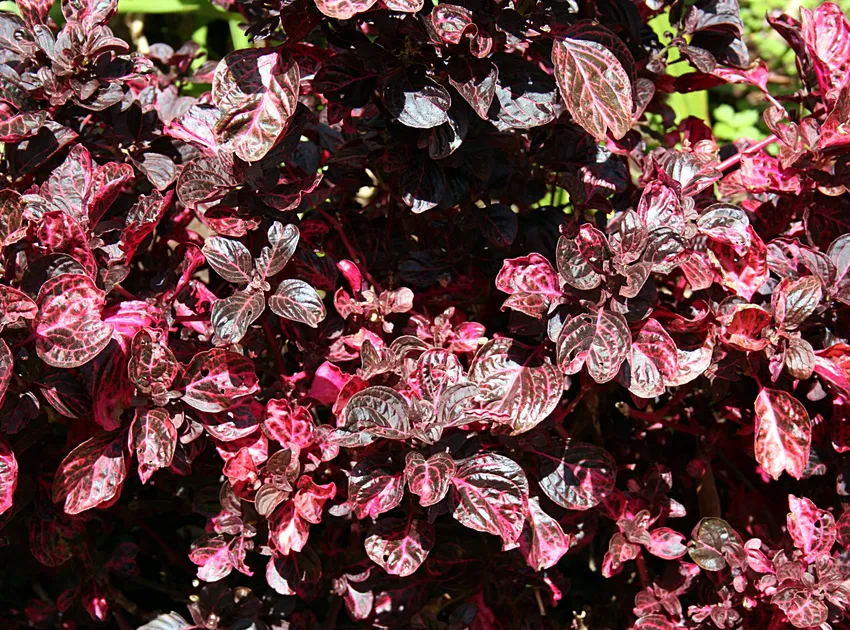 iresine herbstii plant showing characteristic features