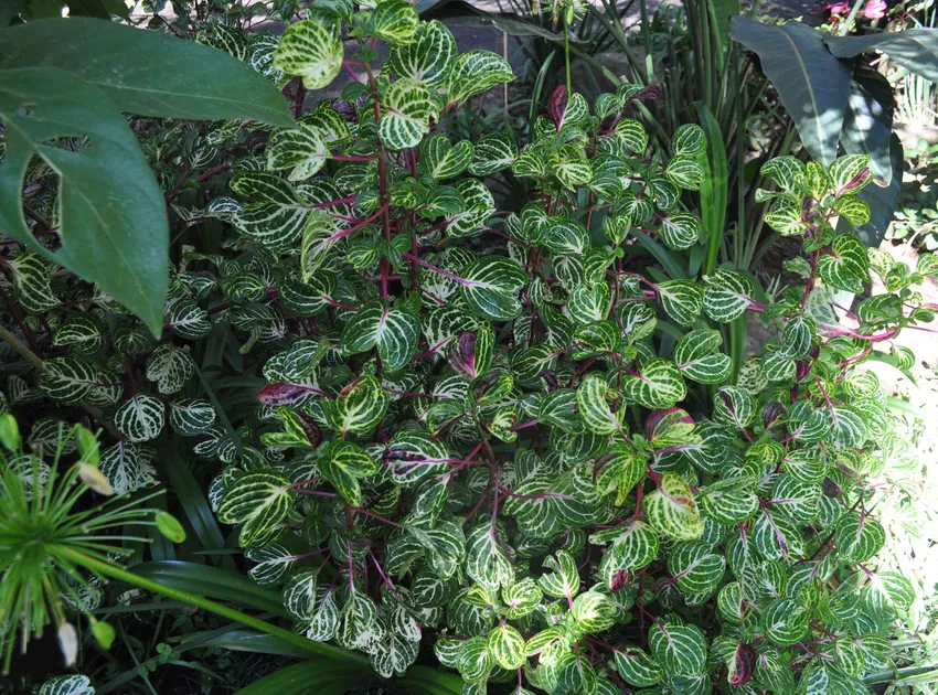 iresine herbstii plant showing characteristic features