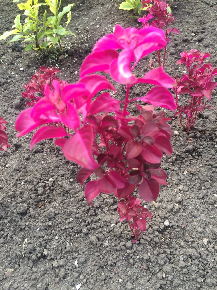 iresine herbstii plant showing characteristic features