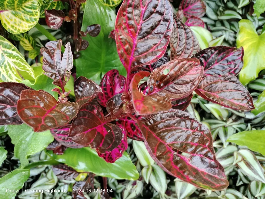 iresine herbstii plant showing characteristic features