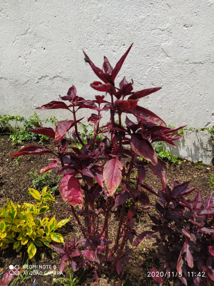 iresine lindenii plant showing characteristic features