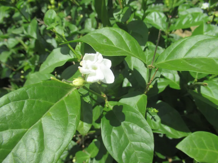 Plante jasminum sambac montrant ses caractéristiques typiques