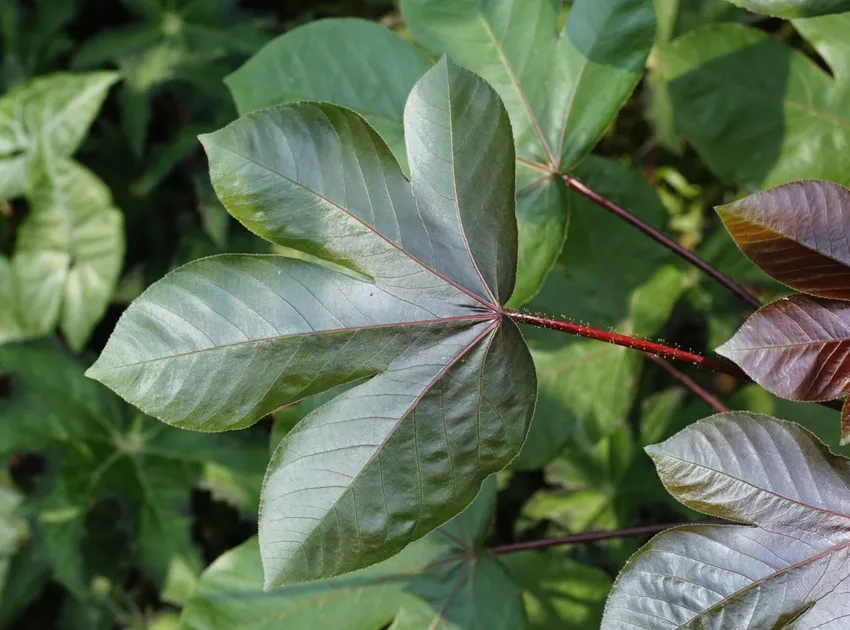 jatropha gossypiifolia plant showing characteristic features