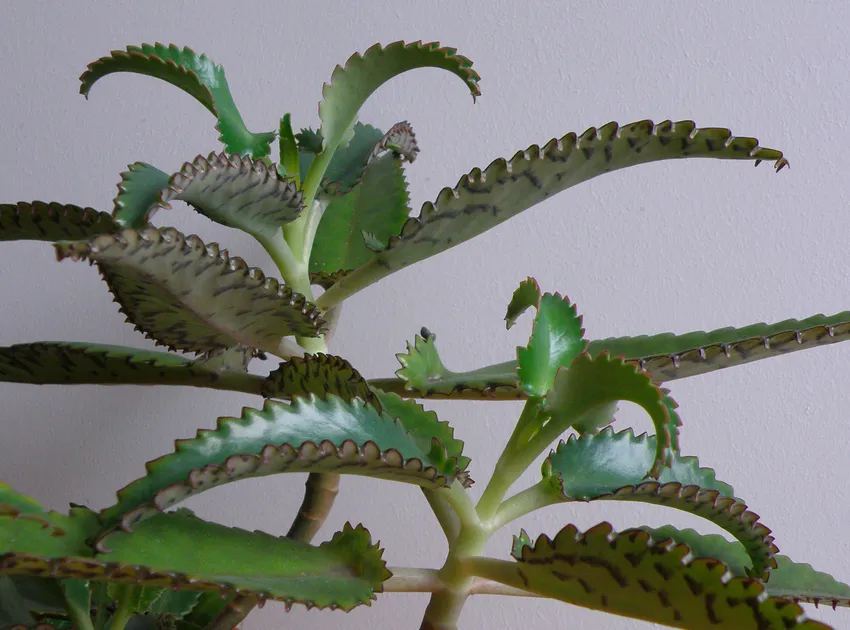 kalanchoe daigremontiana plant showing characteristic features