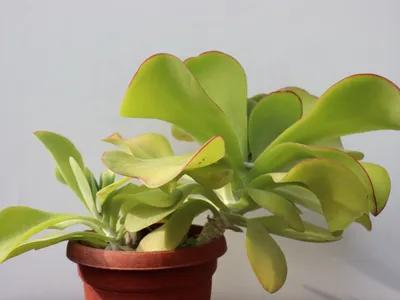 thumbnail kalanchoe luciae