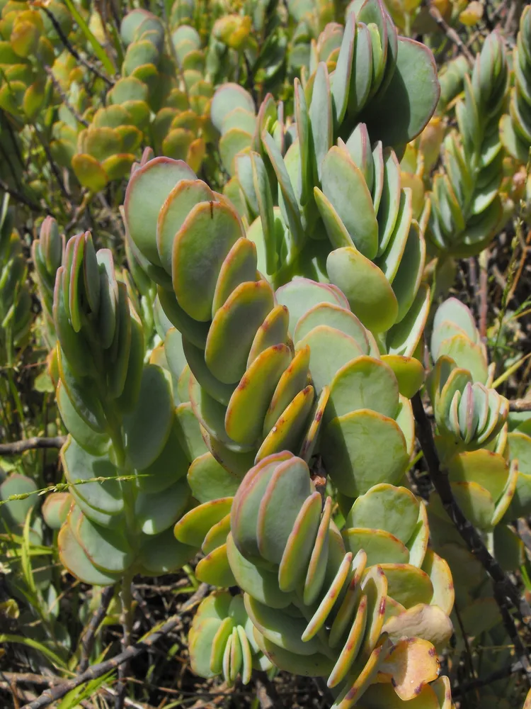 kalanchoe marnieriana plant showing characteristic features
