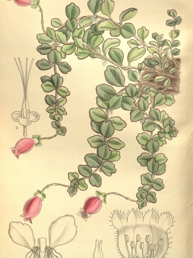 kalanchoe uniflora plant showing characteristic features