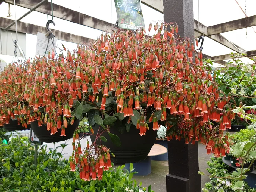 kalanchoe uniflora plant showing characteristic features