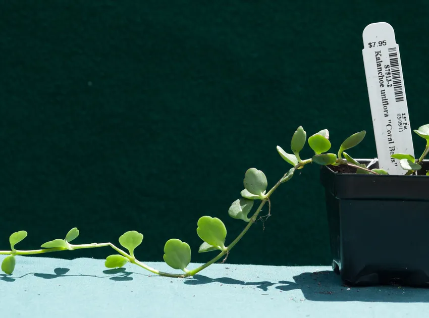kalanchoe uniflora plant showing characteristic features