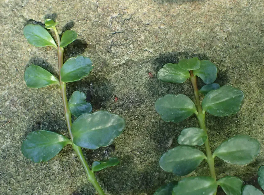 kalanchoe uniflora plant showing characteristic features